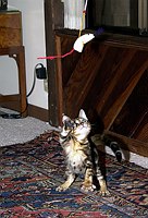 Trim's first week home (12 weeks old).  